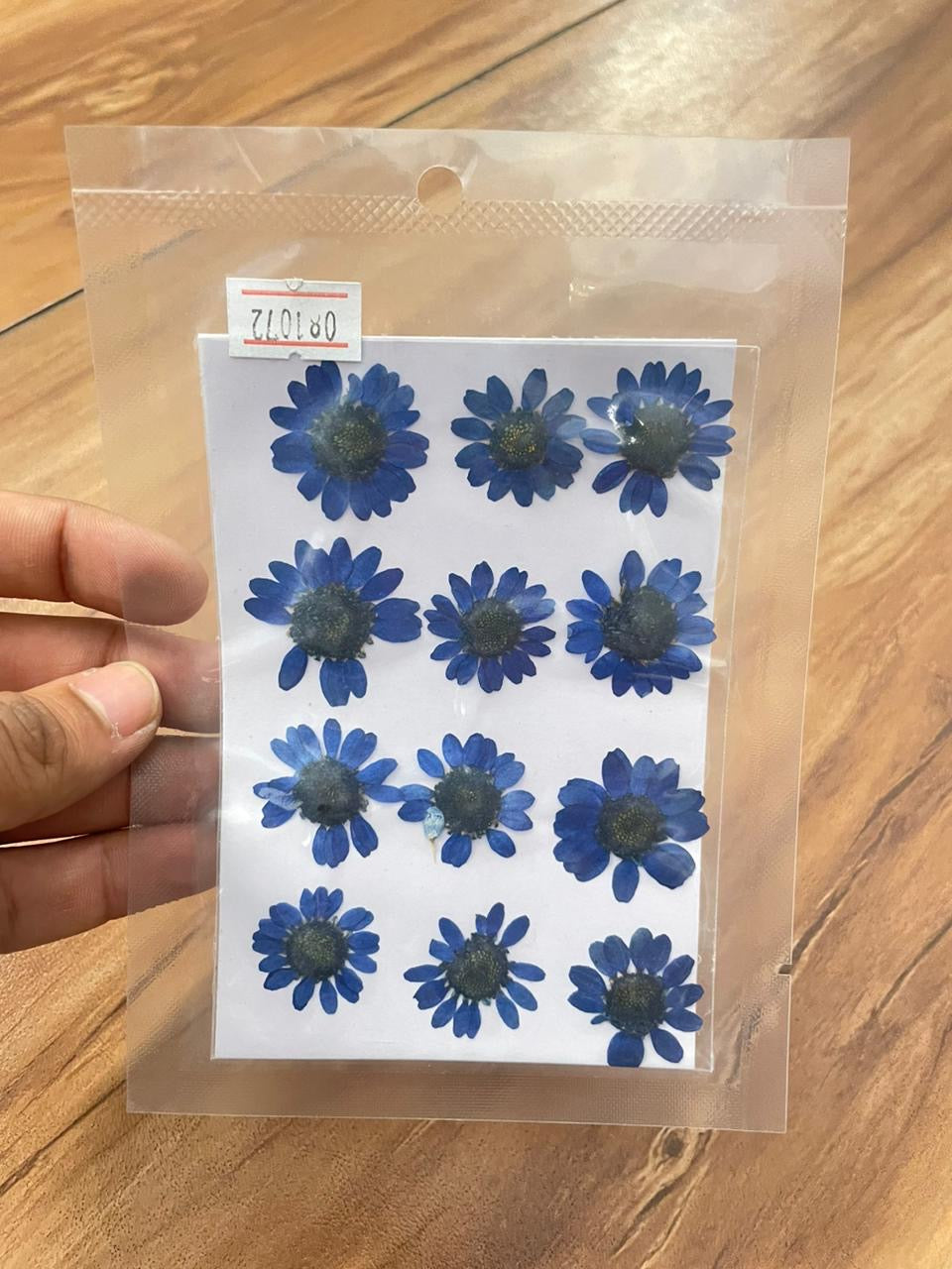 Pressed Daisy Flower - Dark Blue