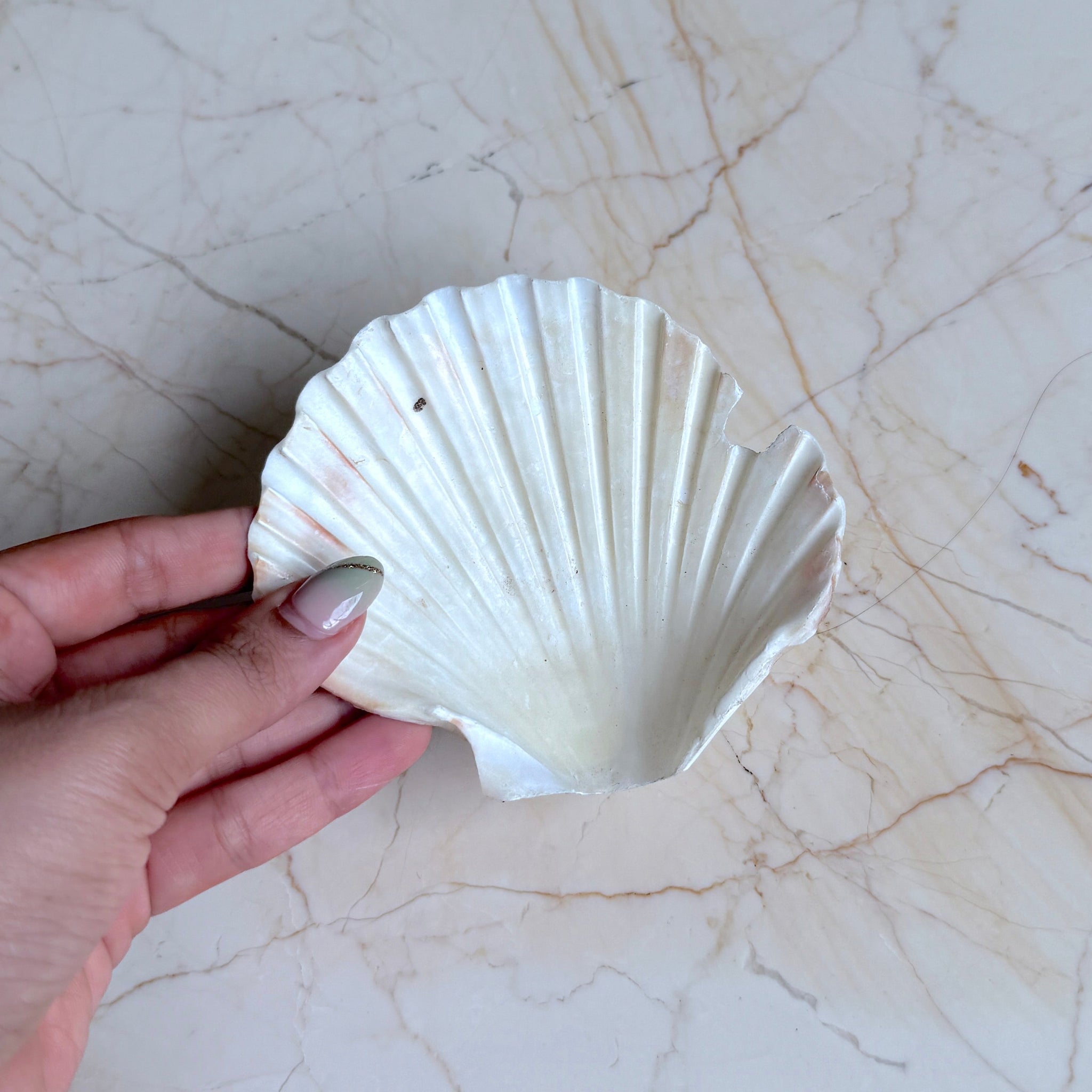 Big Sea Shells - Destash