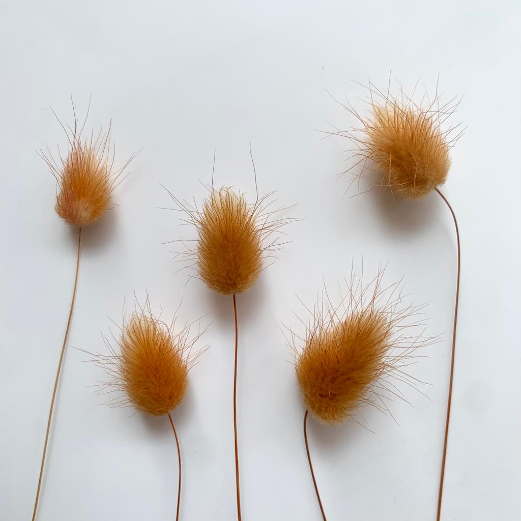 Small Bunny Tail Flower - Brown