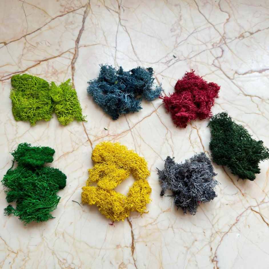 Multicolor Preserved Reindeer moss (pack of 7).