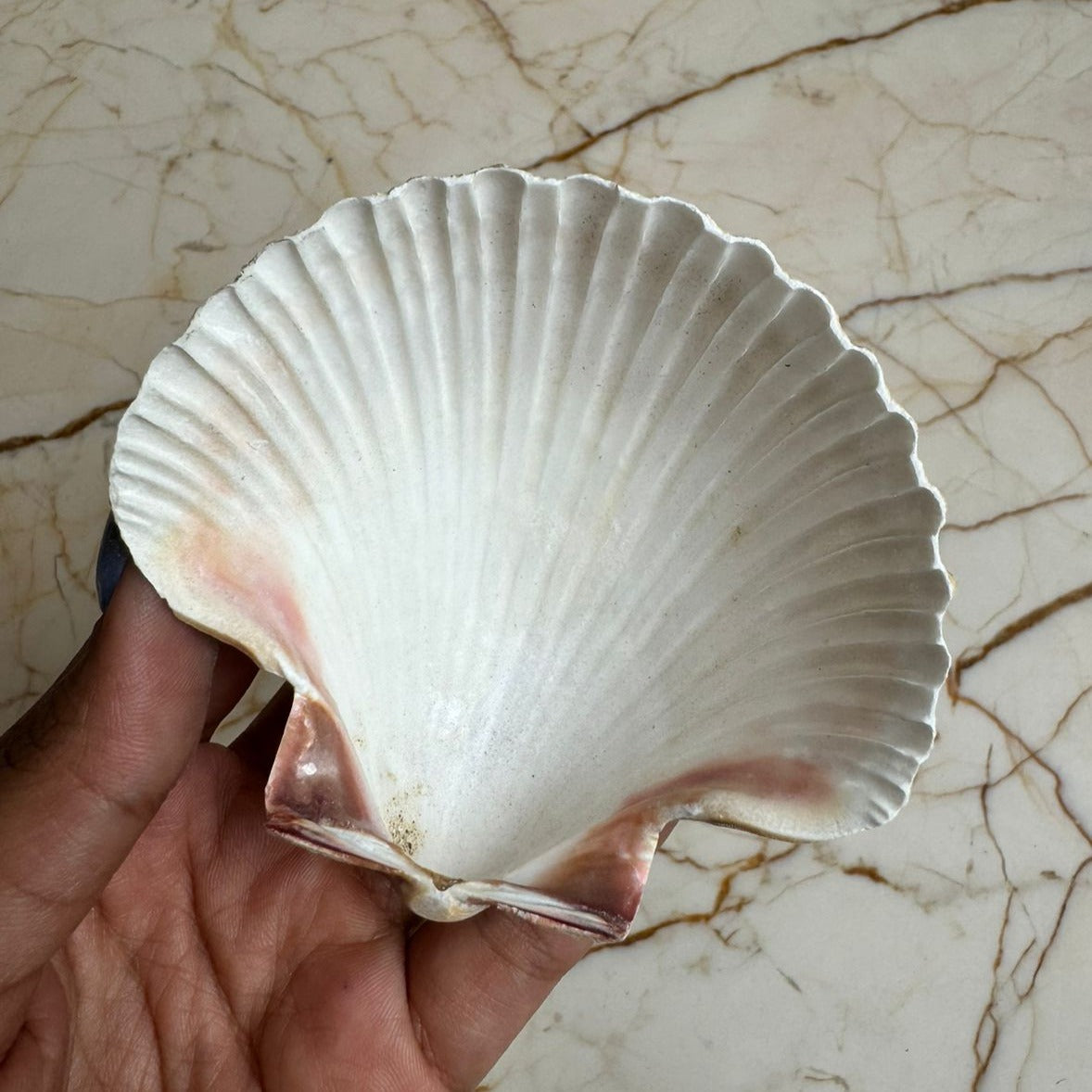 Medium Seep Sea shell - A (Pack of 2)