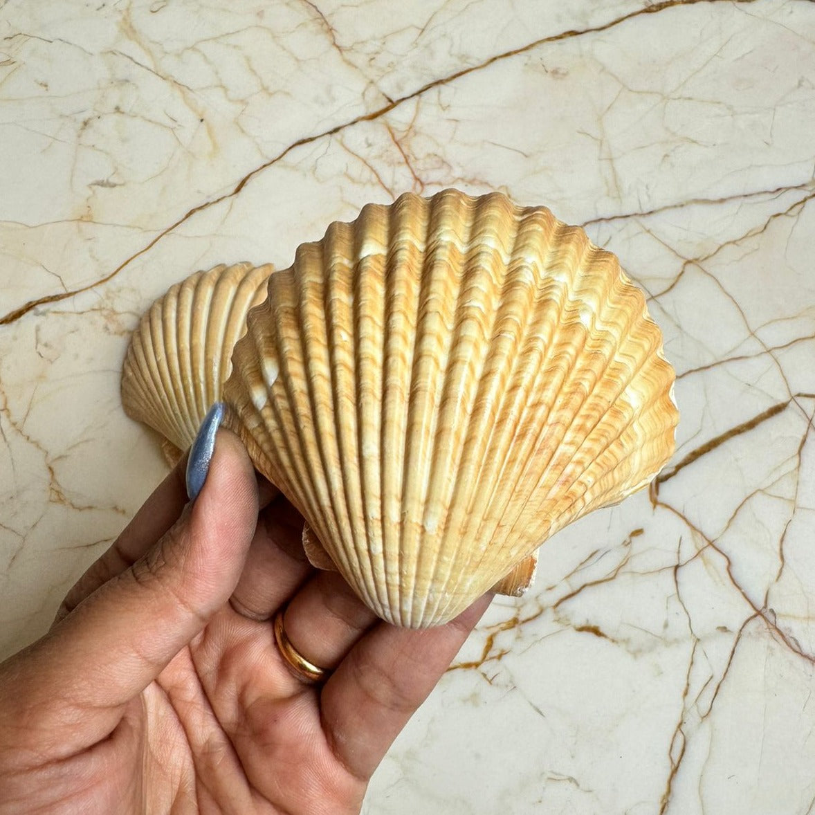 Medium Seep Sea shell - A (Pack of 2)