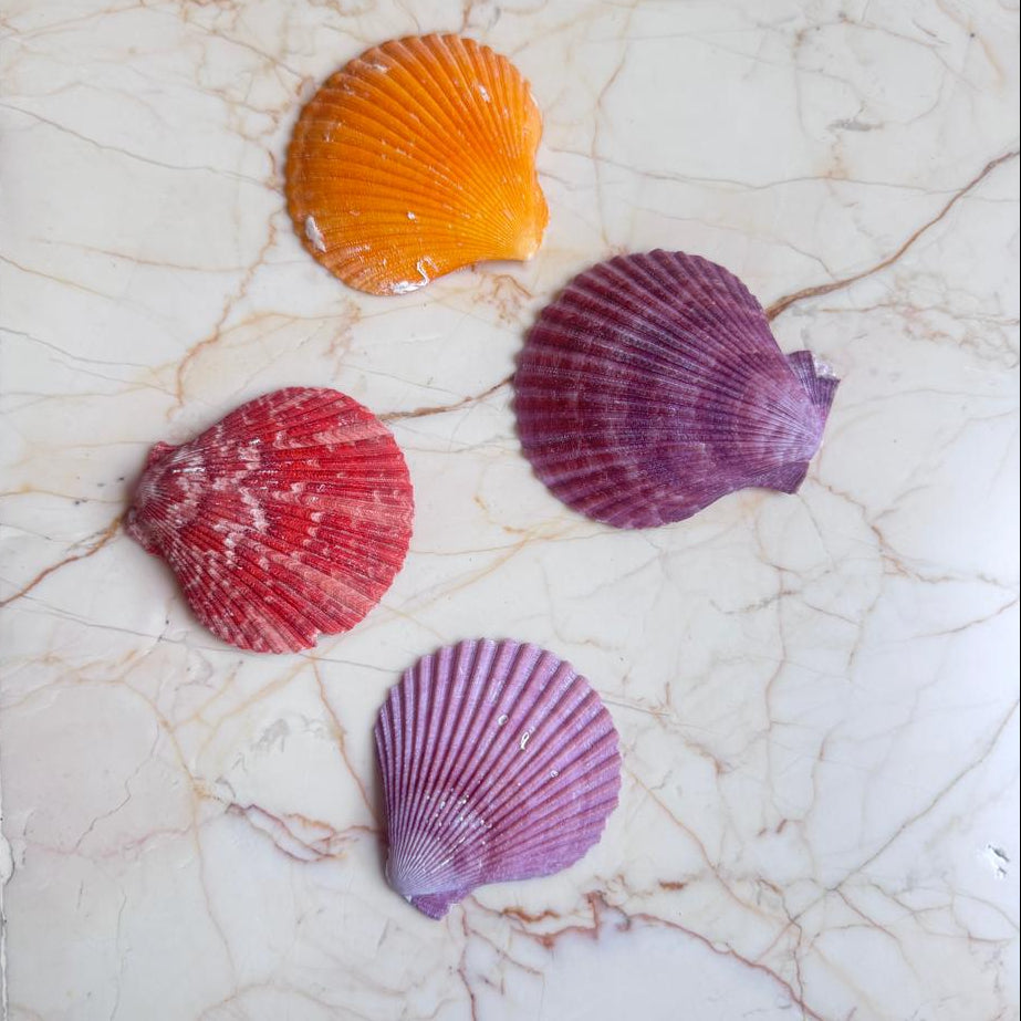 Four colorful seashells on a marble surface
