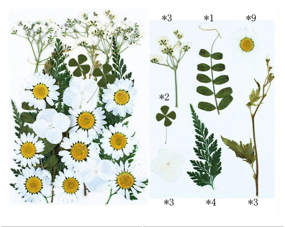 Pressed white natural flower