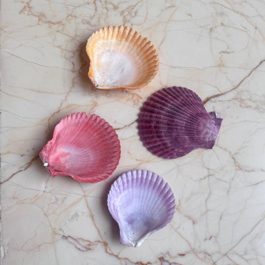Four colorful seashells on a marble surface