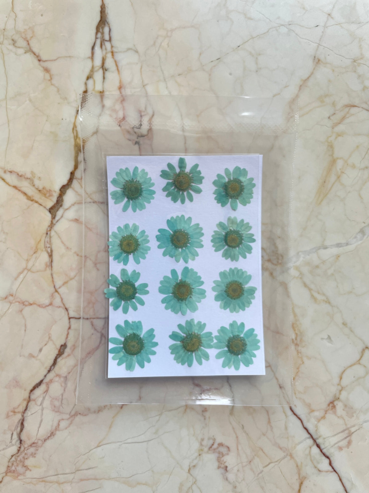 Teal Blue coloured Daisy