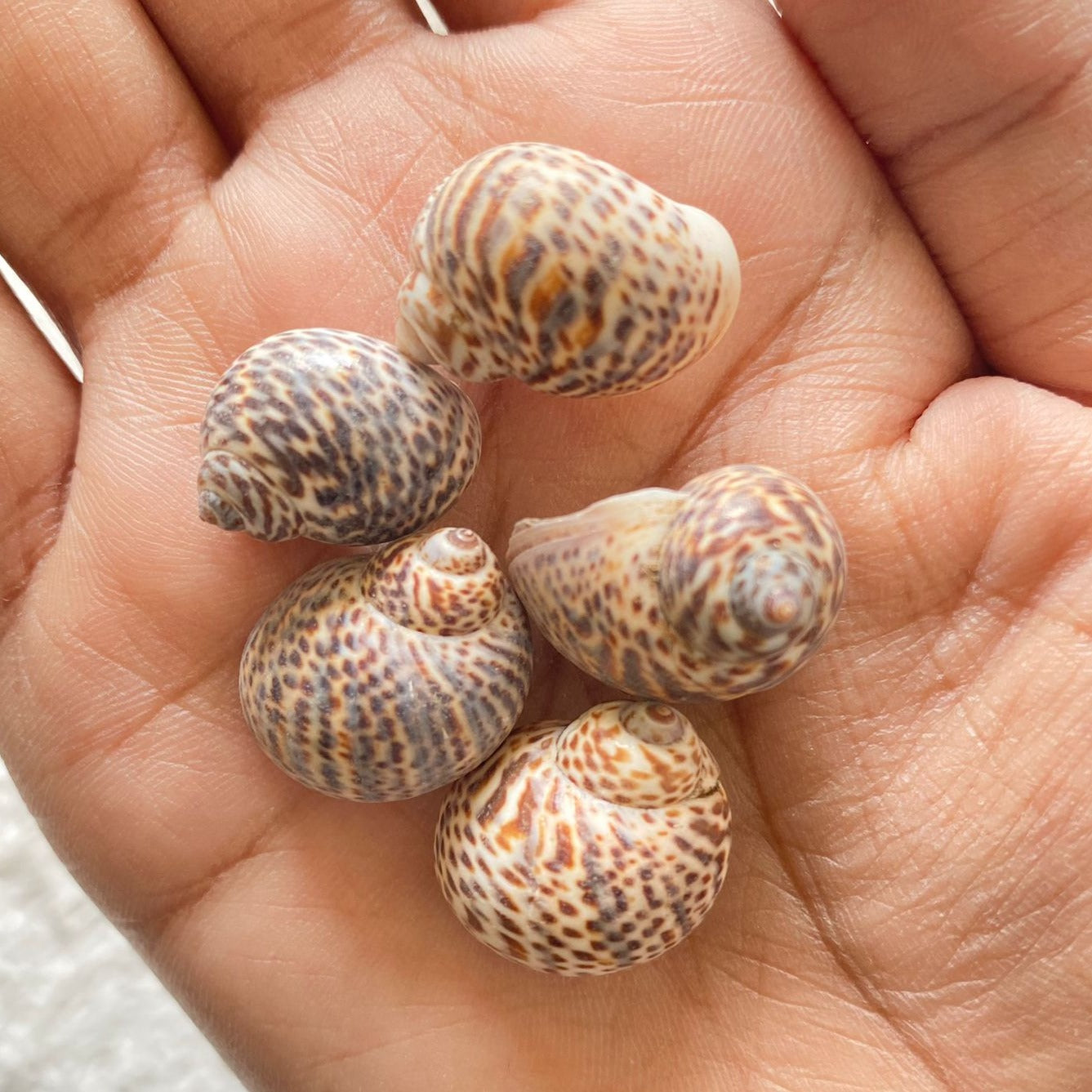 Atlantic Natica Shells