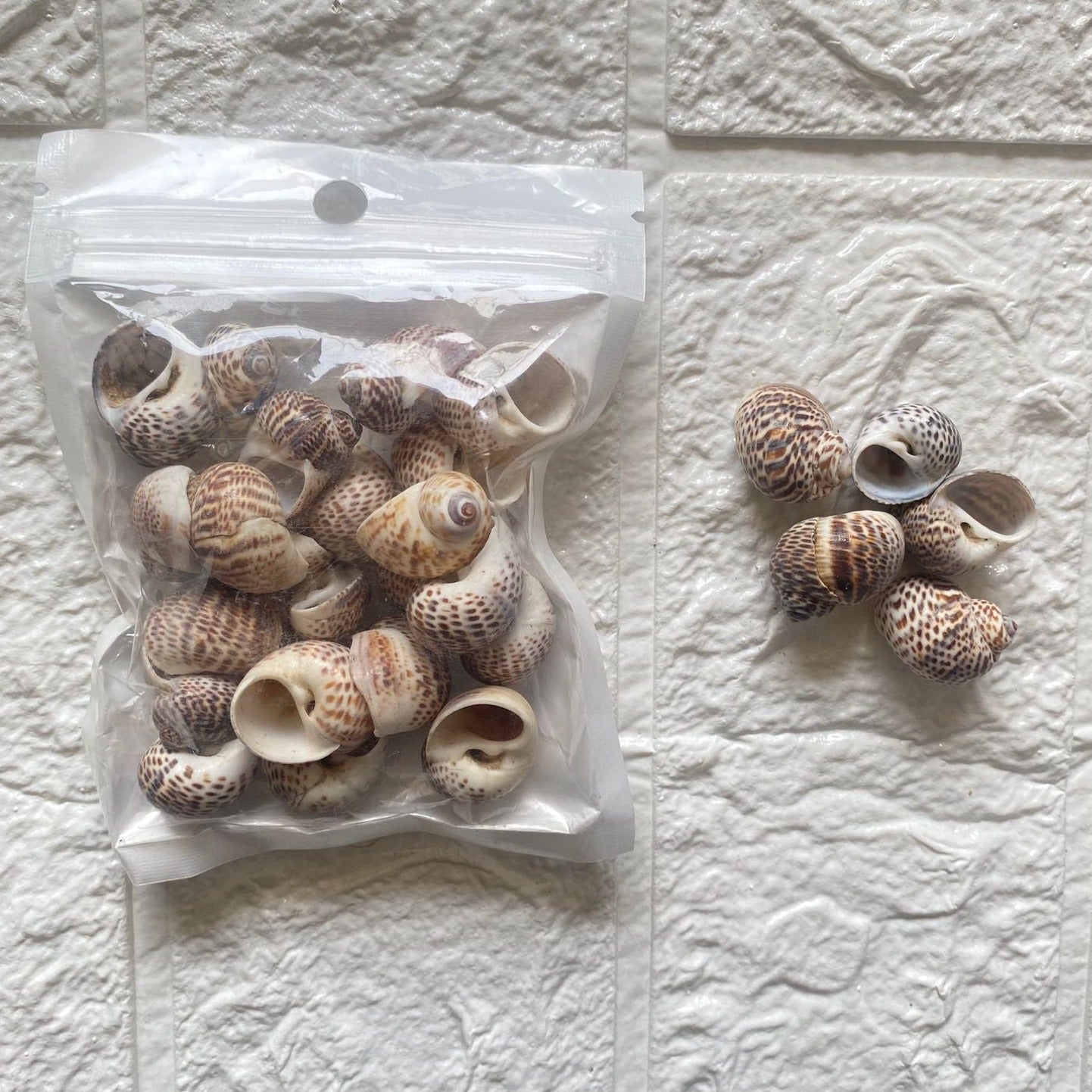 Atlantic Natica Shells