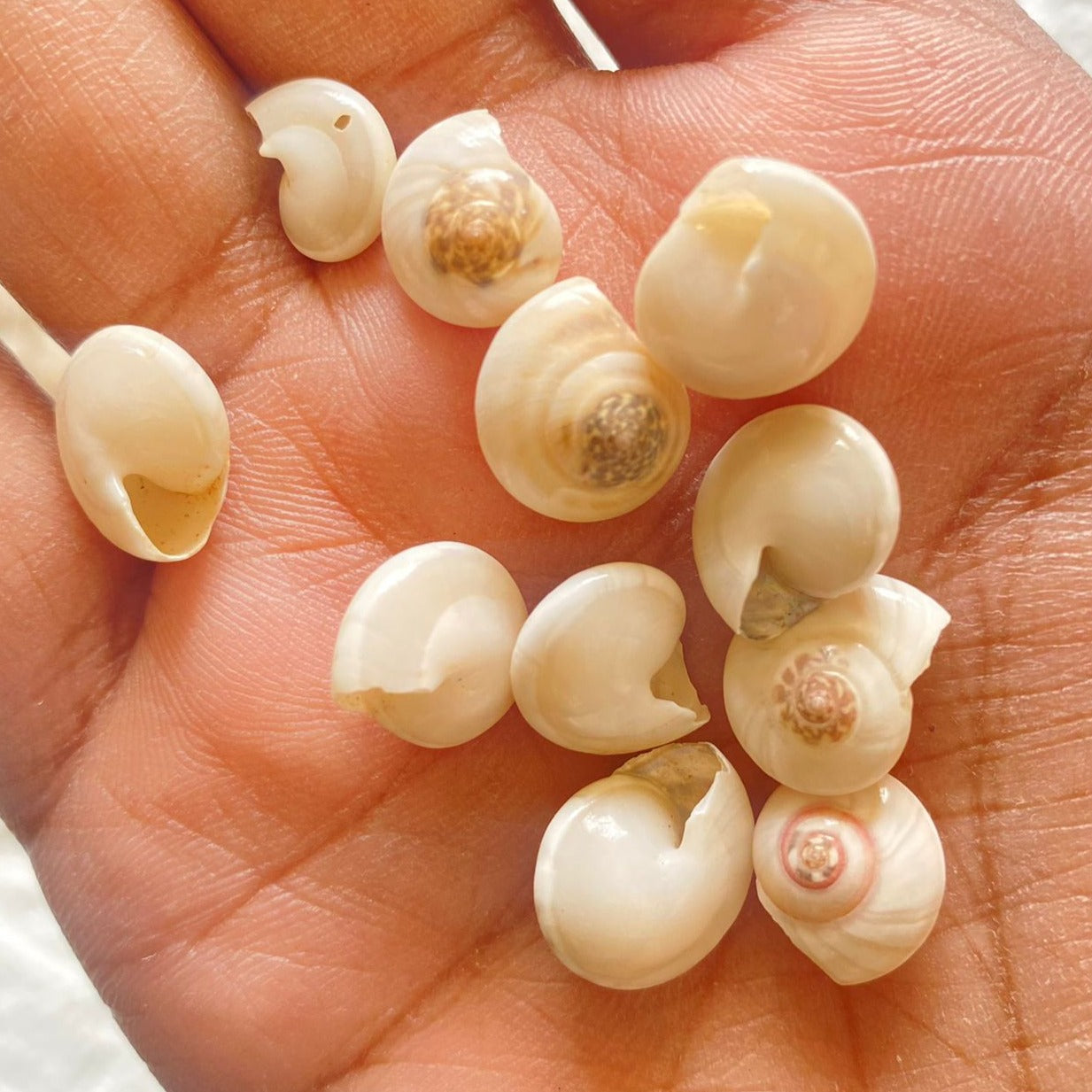 Sharks Eye Shells