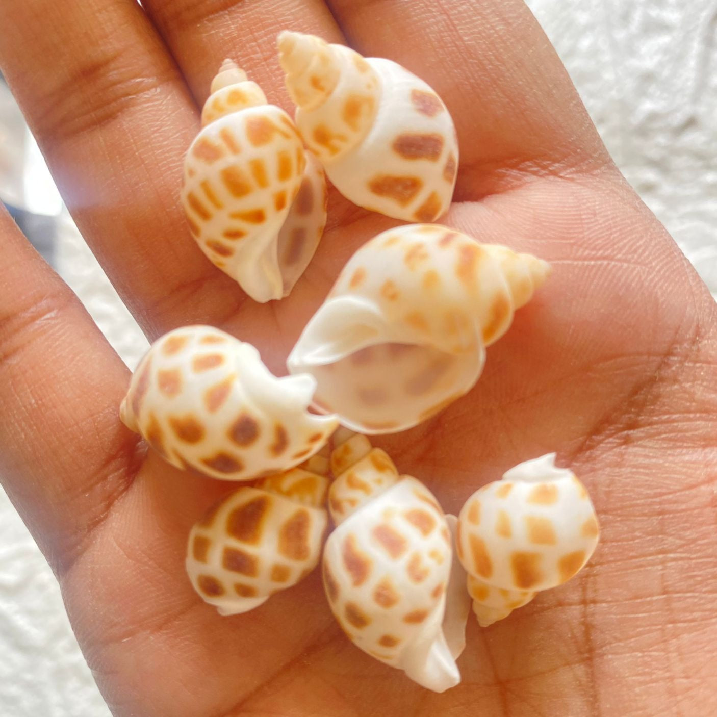 Junonia Shells