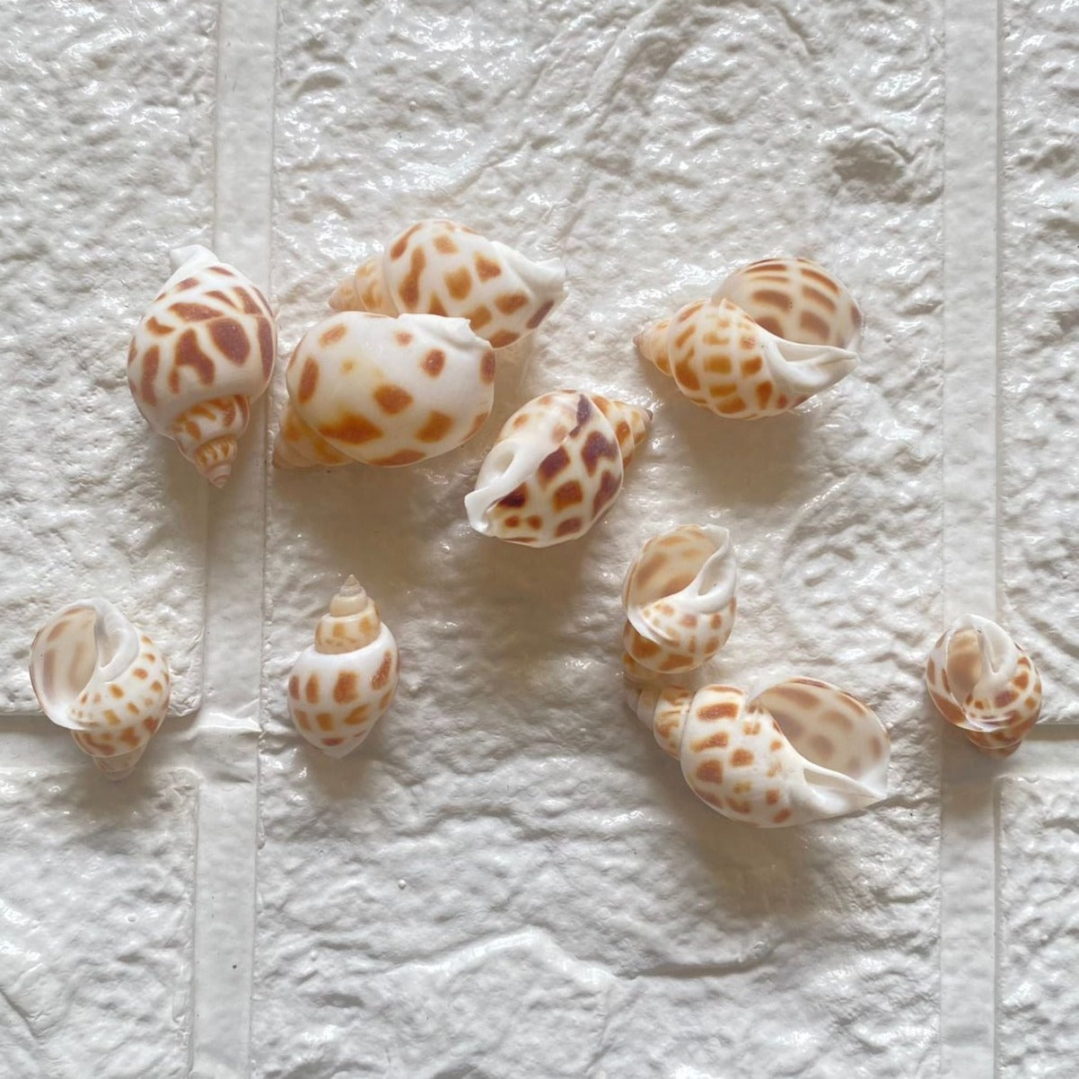 Junonia Shells