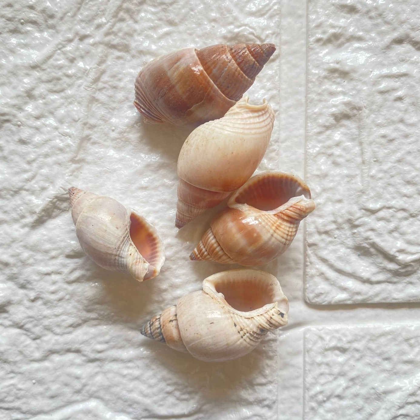 Turnip Shell Banded Tulip Shell